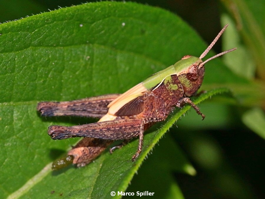 Omocestus (Omocestus) cfr. rufipes, ninfa